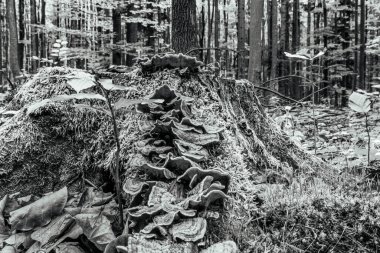 Orman ve yerde ağaçlar