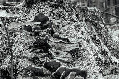 Ormandaki yaşlı ağaç, siyah beyaz