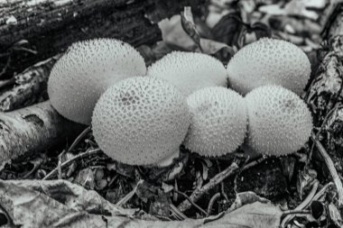 Ormanda mantarlar, yakın - yakın -.