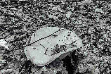 sonbahar ormanda mantar