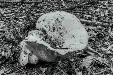 Ormandaki eski bir kütüğün üzerinde büyük beyaz bir mantar.