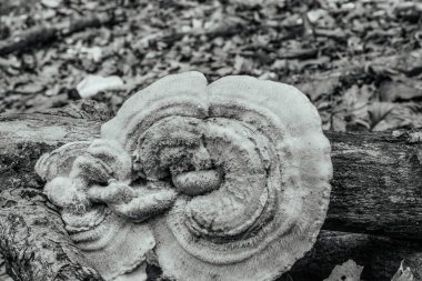 Ormanda beyaz mantarlar