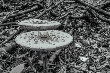 Ormanda mantar, bitki örtüsü