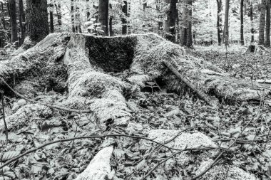 Ormandaki ağaç kökleri