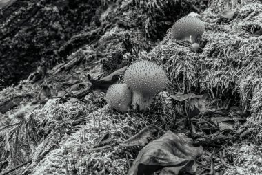 Ormandaki mantarın siyah beyaz fotoğrafı