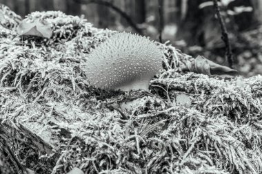 Beyaz tüylü kirpi ağaçta