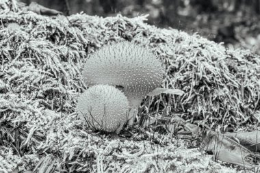 Bahçedeki kaktüsün yakın görüntüsü.