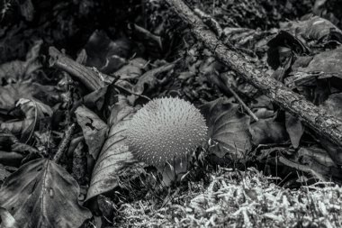 Bir ağacın siyah beyaz fotoğrafına yaklaş