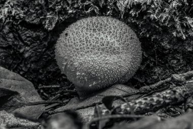 Ormandaki bir mantarın yakın çekimi.