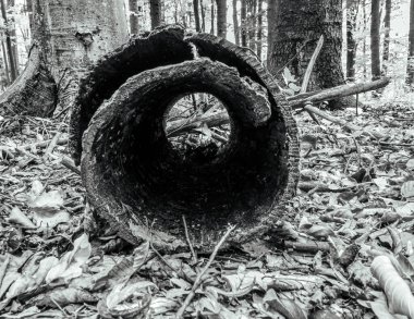 Ormandaki bir ağacın siyah beyaz fotoğrafı.