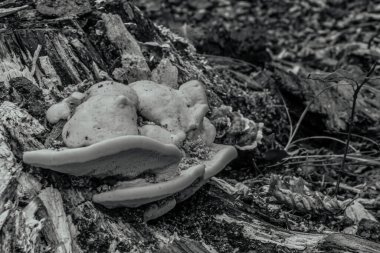 Ormanda büyüyen mantar