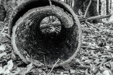 Ormandaki eski tahta kütük