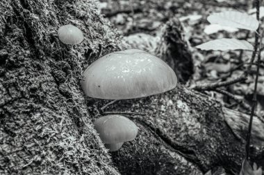 Ormanda mantar, yakın - yakın -