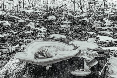 sonbahar ormanda mantar