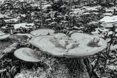 Ormandaki bir kütükte mantarlar