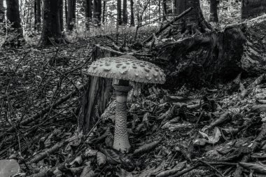 Çam ormanında bir mantar.