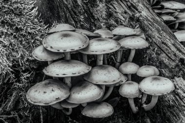 Siyah beyaz mantar grubu.