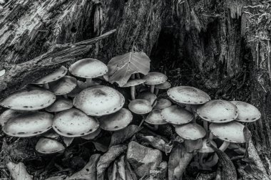 Ağaçtaki mantar grubu