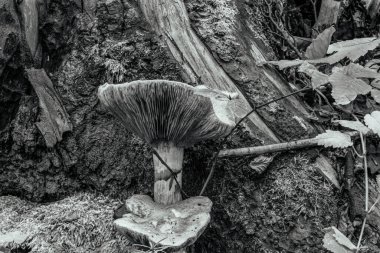 Ormanda mantar. siyah ve beyaz.