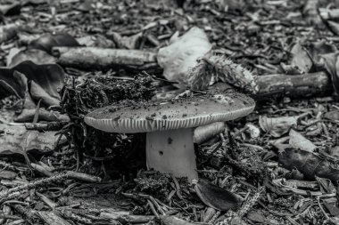 Ağaç kütüğündeki siyah ve beyaz mantarlar