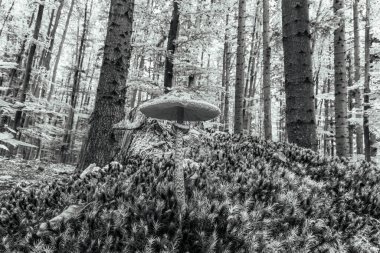 Ormanın güzel manzarası