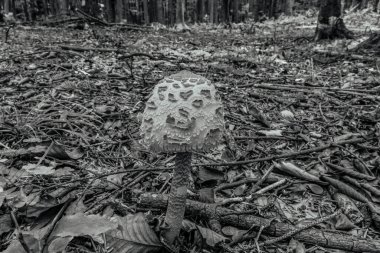 ormandaki yere mantar