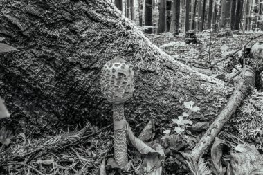 ormandaki bir güdük üzerinde mantar.