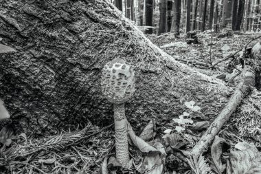 Ormandaki bir ağaç gövdesindeki eski bir mantarın dikey görüntüsü.