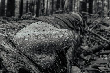 Yosun kaplı bir ağaç gövdesinin yakın çekimi.