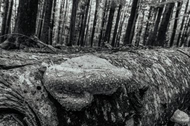 Ormandaki ağaç kökleri, bitki örtüsü ve doğa