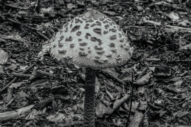 Bir mantarın siyah beyaz fotoğrafı