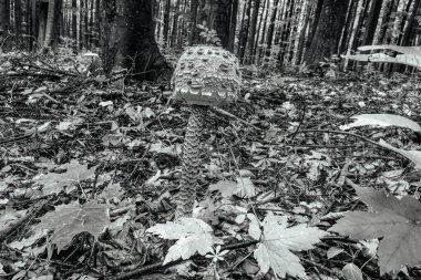 Bir mantarın siyah beyaz fotoğrafı