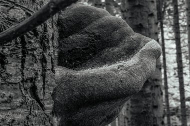 Ormandaki bir ağacın siyah beyaz fotoğrafı.