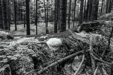 Ormanda beyaz kafatası