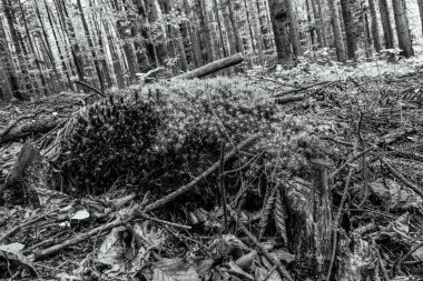 Ağaç dallarının siyah beyaz fotoğrafı, doğa arka planı