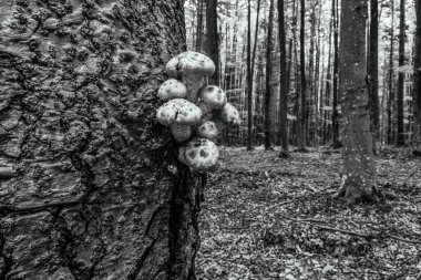 Ormandaki çam ağaçları. siyah ve beyaz