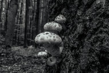 Ağaçtaki mantarlar