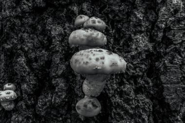 Güneş ışığının altındaki ağaçta büyüyen mantarların yakın çekimi.