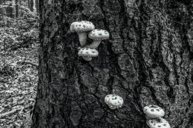 Ağaç gövdesinin siyah beyaz fotoğrafı