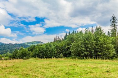 green meadow in the carpathian mountains in the summer day