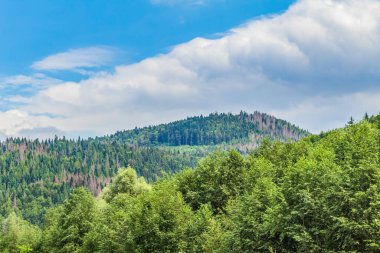 Dağlarda bir ağacı olan güzel bir manzara.