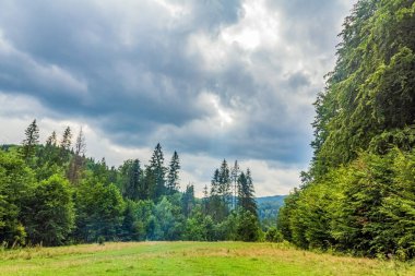 Ağaçlı yeşil orman