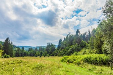 Ağaçları olan güzel yeşil orman