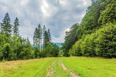 Dağlardaki ormanın güzel manzarası