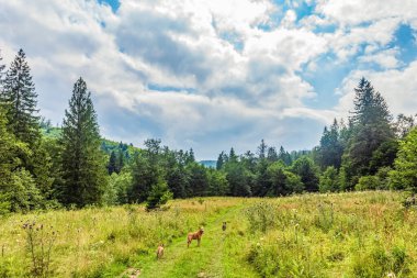 Bulutlu bir günde dağ yolu ve orman olan güzel bir manzara.