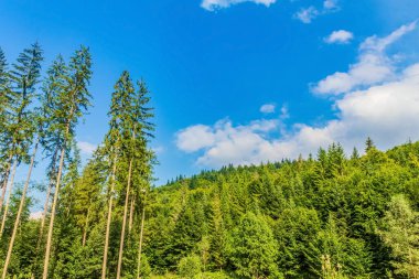 Yaz aylarında Karpat Dağları