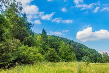 Ormandaki yeşil çayır
