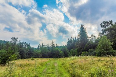 Dağlardaki yeşil orman