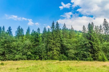 green field with blue cloudy sky. summer landscape