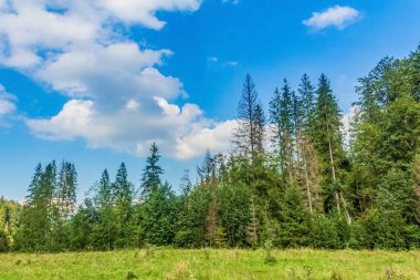 Orman ile yeşil çayır